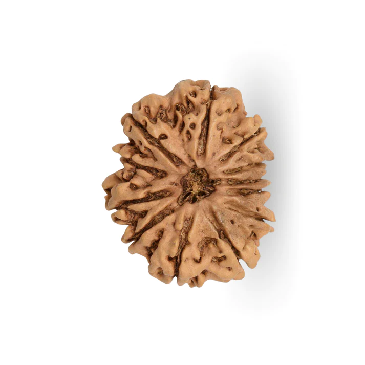 12 Mukhi Rudraksha Origin: Nepal - Image 2