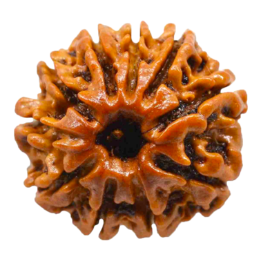 10 Mukhi Rudraksha Origin: Nepal