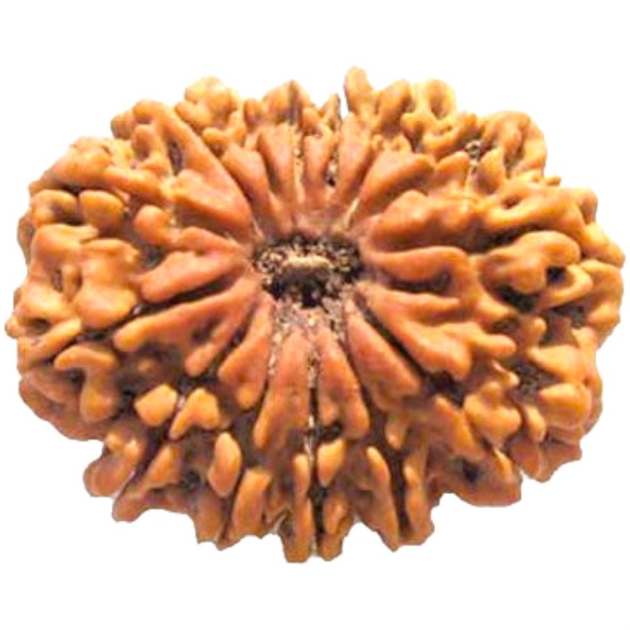 14 Mukhi Rudraksha Origin Nepal - Image 5