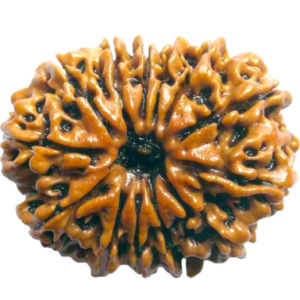 13 Mukhi Nepal Rudraksha Regular Size
